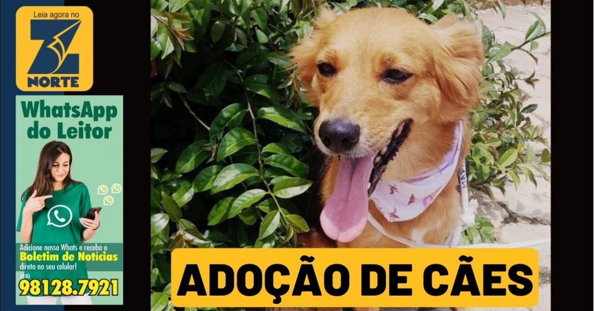 Prefeitura Realiza Feira De Ado O De C Es No Jardim Dos Estados Neste