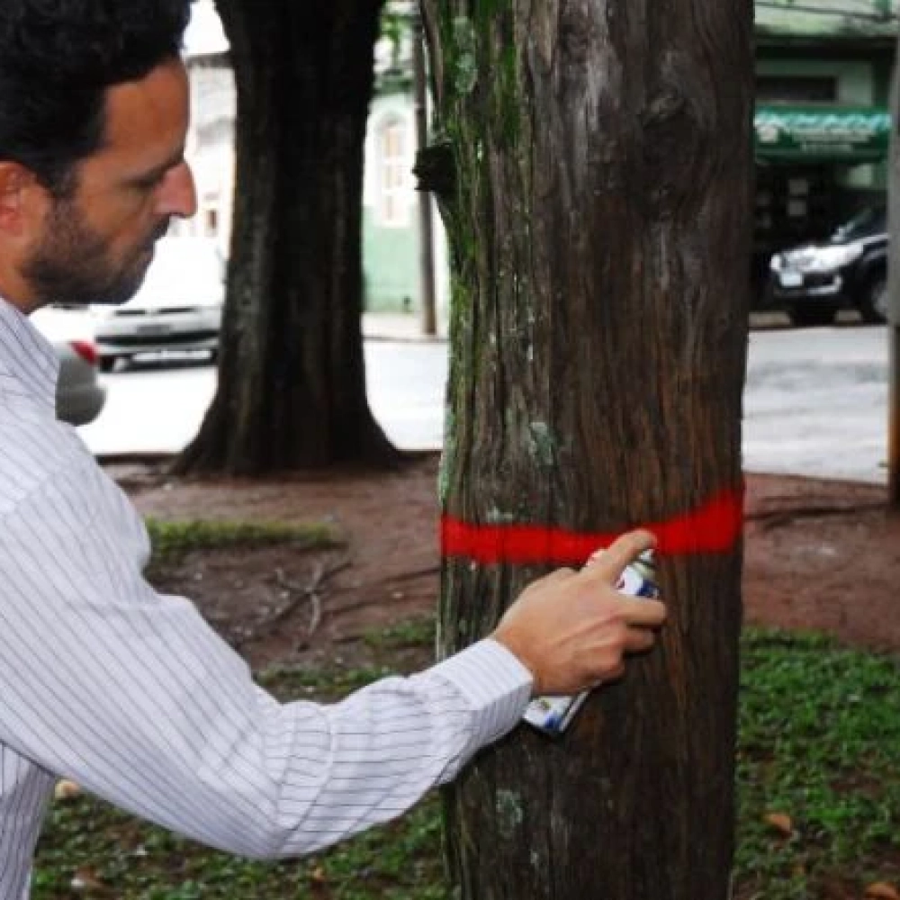 32 Árvores serão retiradas da Praça Frei Baraúna