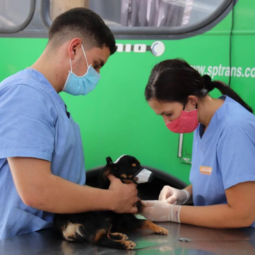 732 animais são castrados e microchipados em mais uma etapa do mutirão gratuito realizado pela Prefeitura de Sorocaba