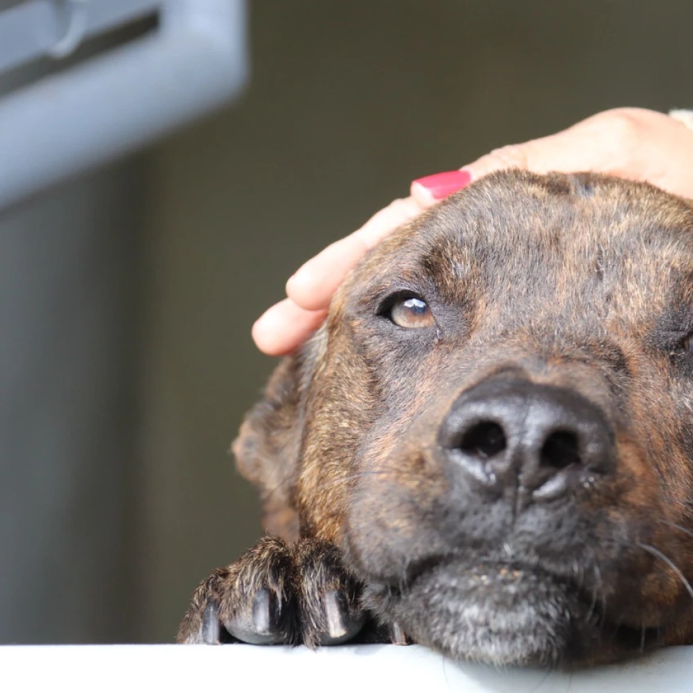 89 cães e gatos da Unidade de Proteção e Bem-Estar Animal de Sorocaba ganharam um novo lar no primeiro semestre deste ano