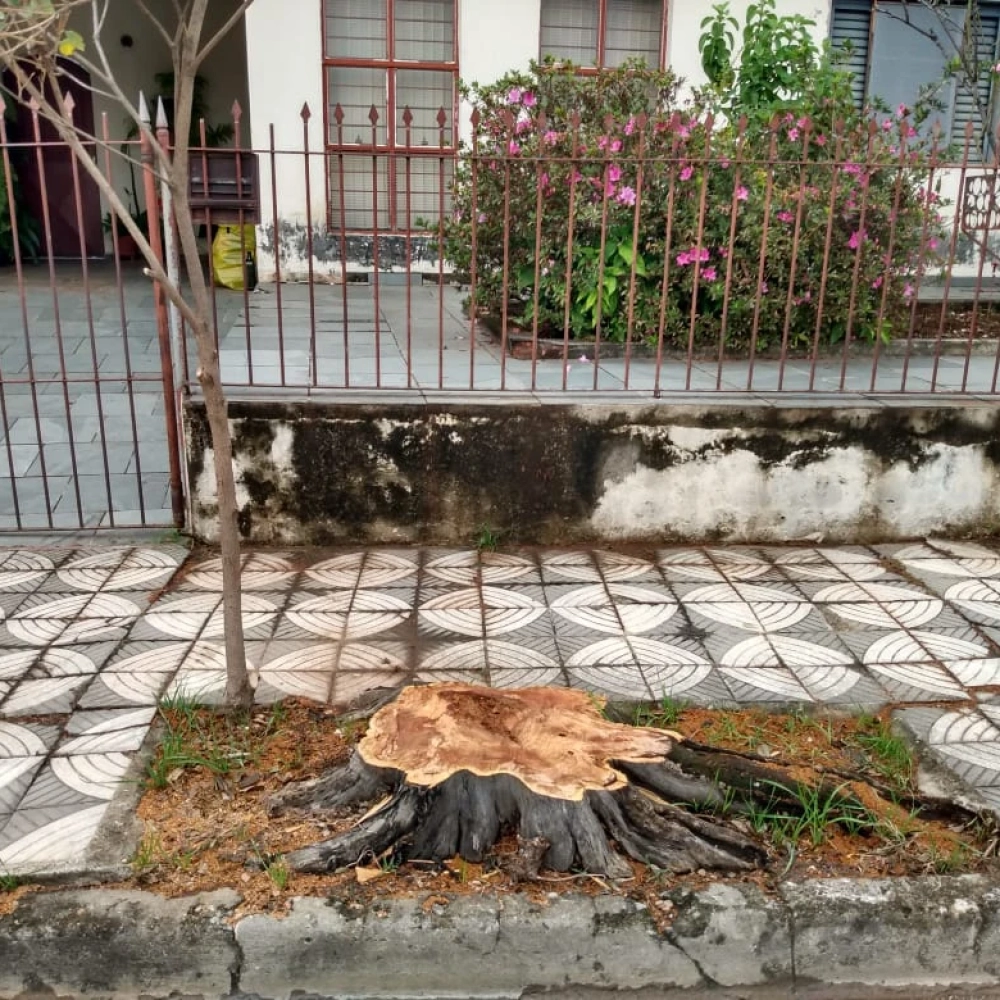 Ação preventiva da Sema está removendo árvores mortas de áreas públicas