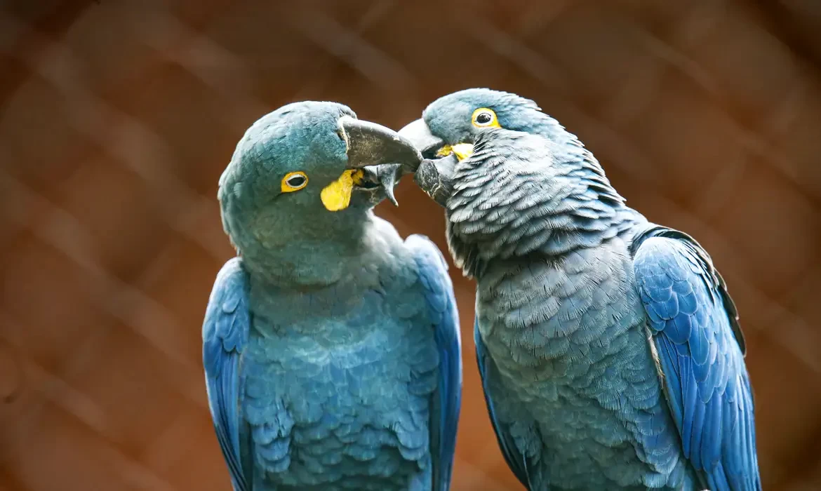 Zoo de SP mostra arara-azul-de-lear ao público pela primeira vez