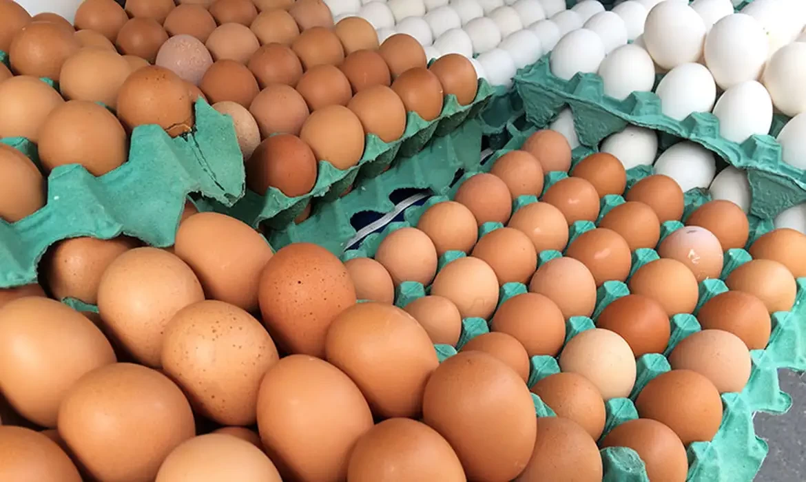MG descarta preventivamente 450 toneladas de ovos férteis vindos do RS