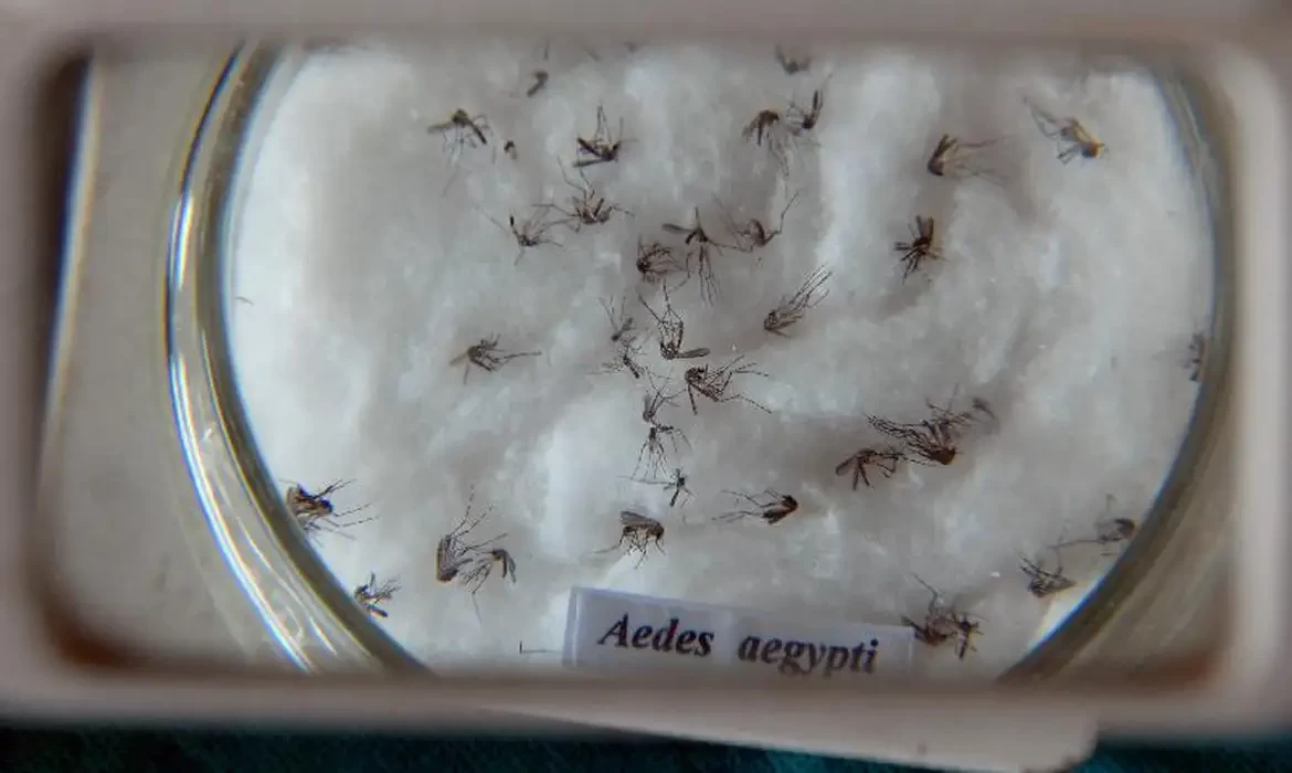 Casos de dengue no Brasil aumentam 15,8% em 2023