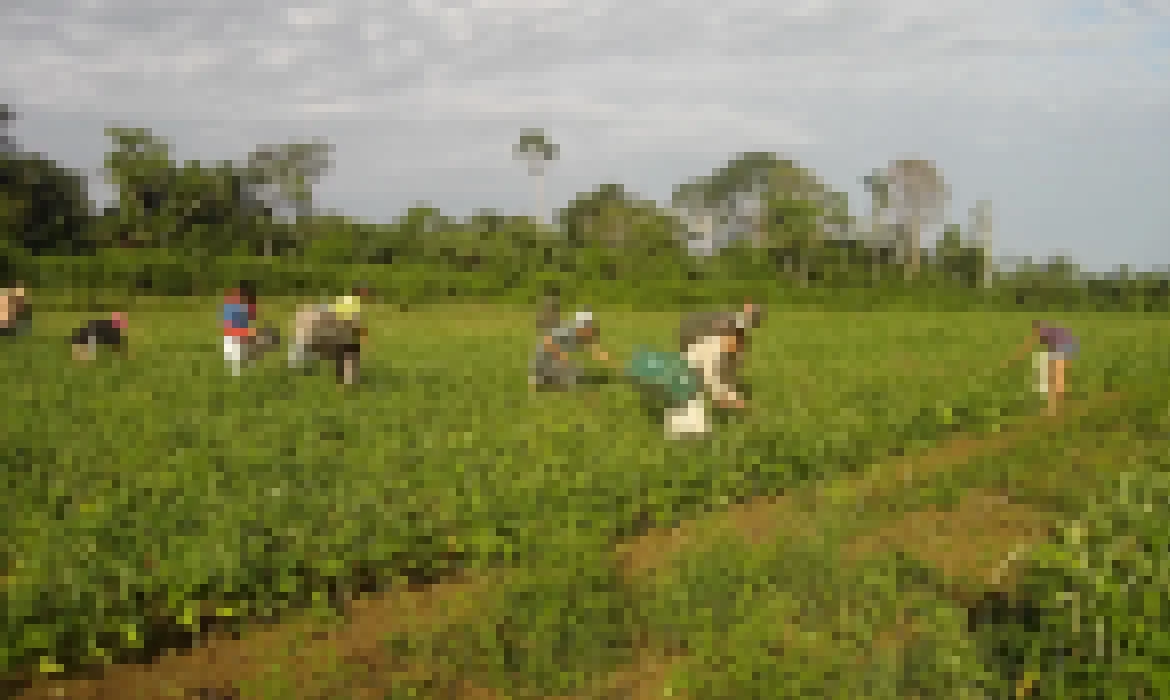 Produtores afetados por estiagem no RS podem renegociar crédito rural