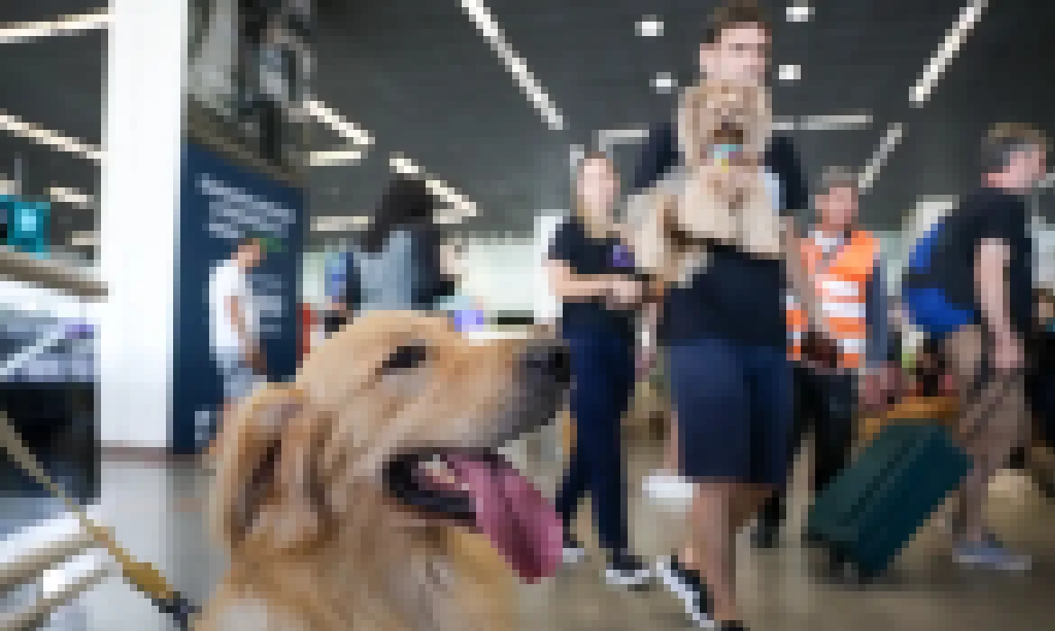Aéreas podem se negar a embarcar animais de suporte emocional, diz STJ