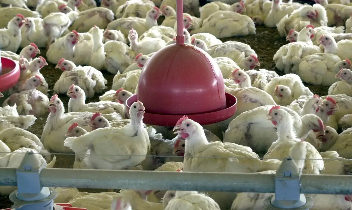 Gripe aviária: tire suas dúvidas sobre doença que afeta aves