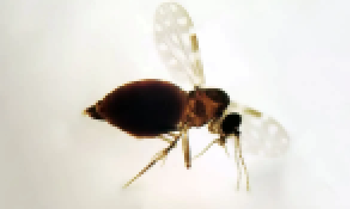 Antes restrita à Amazônia, febre oropouche se espalha pelo país