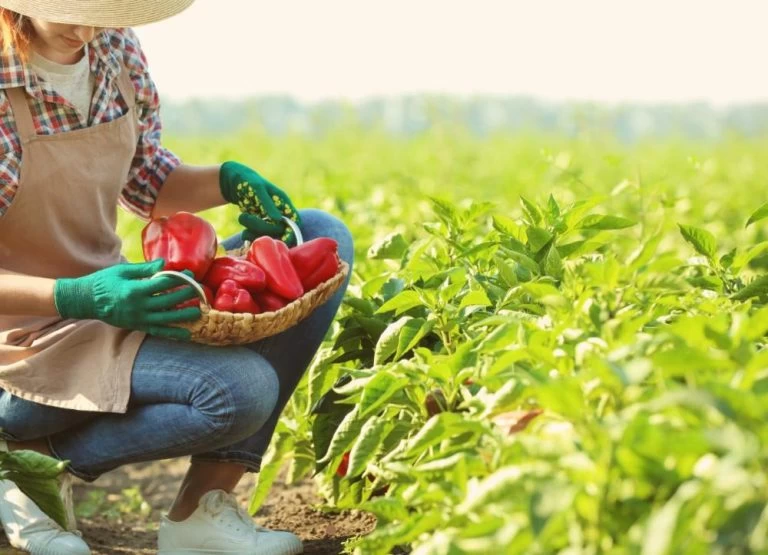 SP libera R$ 10 milhões e eleva limite em linha de crédito para produtoras rurais