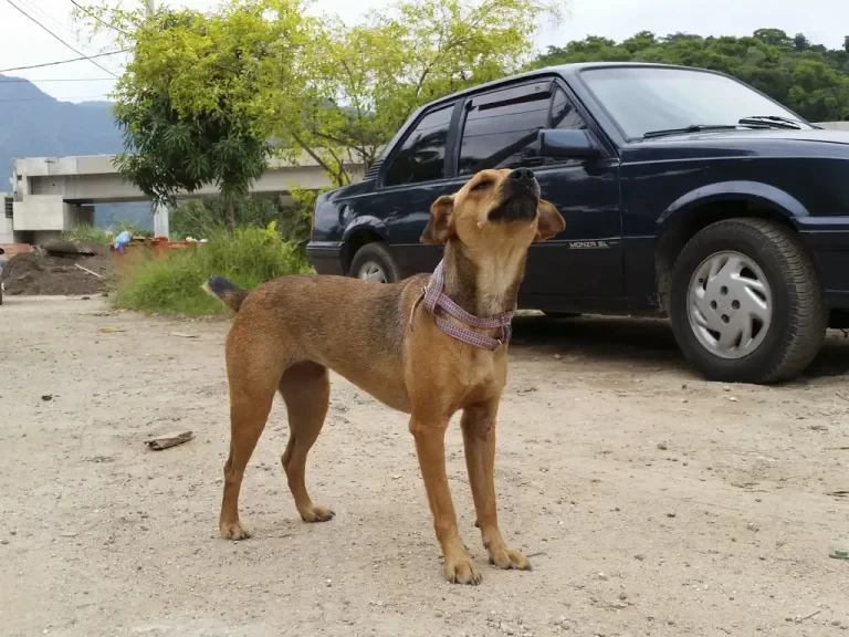 Governo de SP endurece punições para maus-tratos a animais e multas podem chegar a R$ 50 mil
