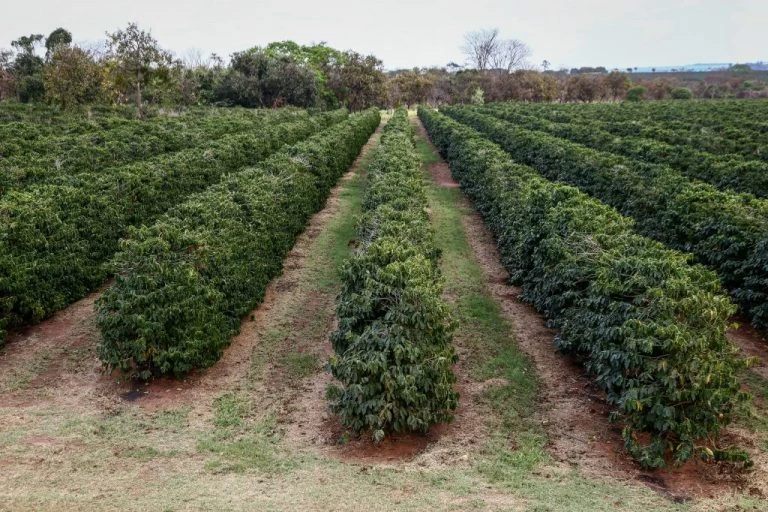 Com chuvas até abril, Governo de SP orienta manejo do solo com cuidados redobrados