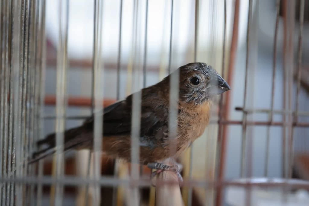9 a cada 10 animais apreendidos pela PM Ambiental de SP são aves