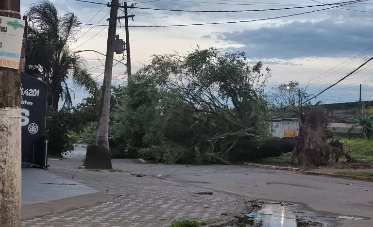 Defesa Civil registra quedas de árvores após ciclone extratropical e ventos de mais de 100 km/h no estado de SP