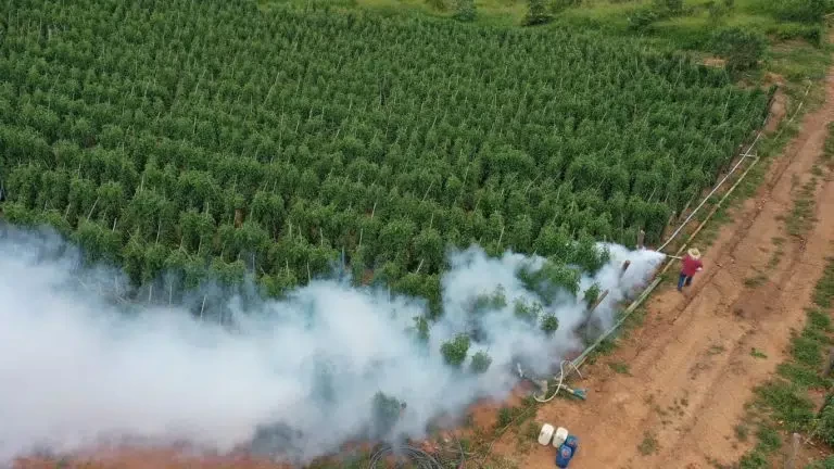 Alerta de geada: como proteger a lavoura para a onda de frio em SP