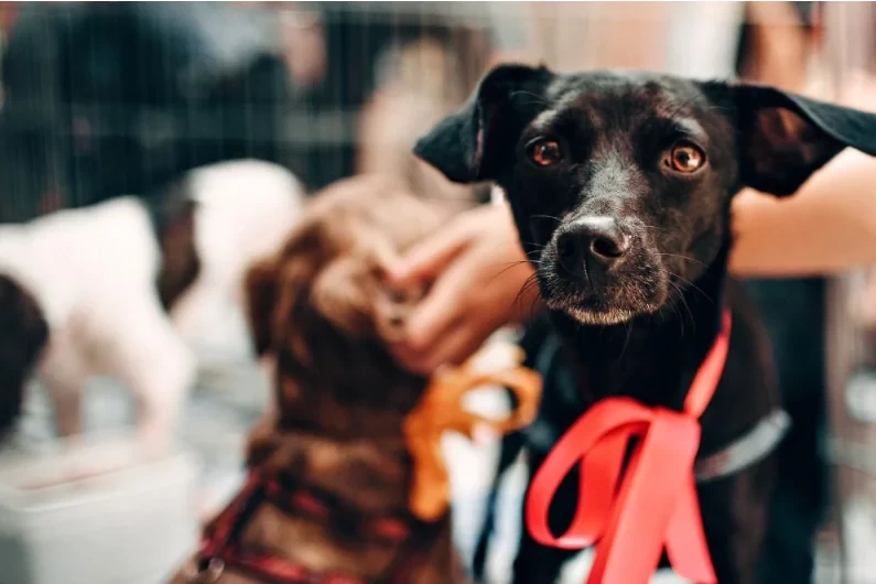 Dia do Vira-Lata: veja leis que fortalecem a proteção e o bem-estar animal