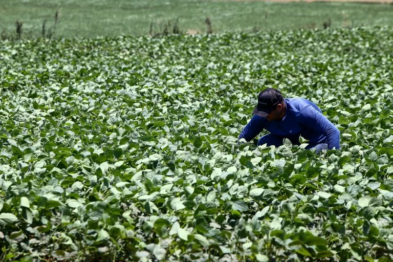Açúcar, carne e laranja: conheça o agro de São Paulo que alimenta o mundo