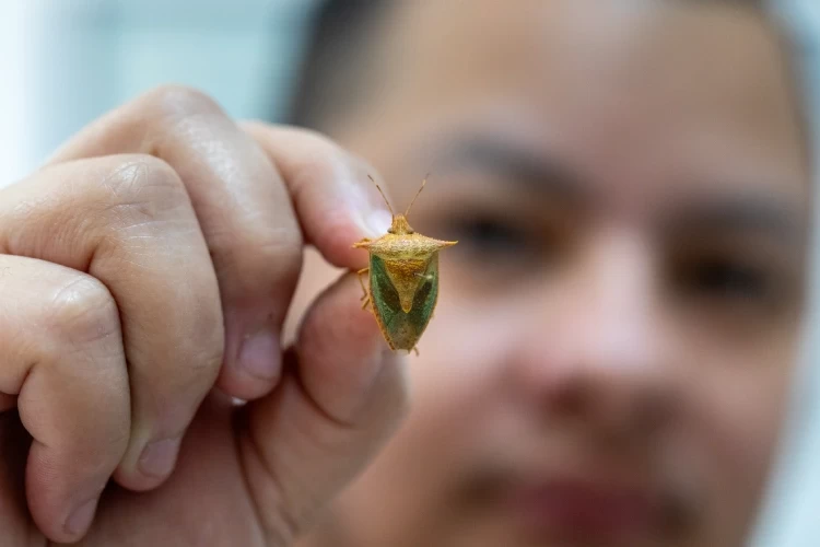 Qual a origem e para que serve o cheiro da Maria Fedida? Especialistas do Butantan respondem