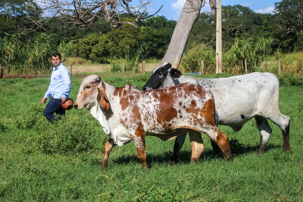 Novo fundo eleva status internacional do gado paulista