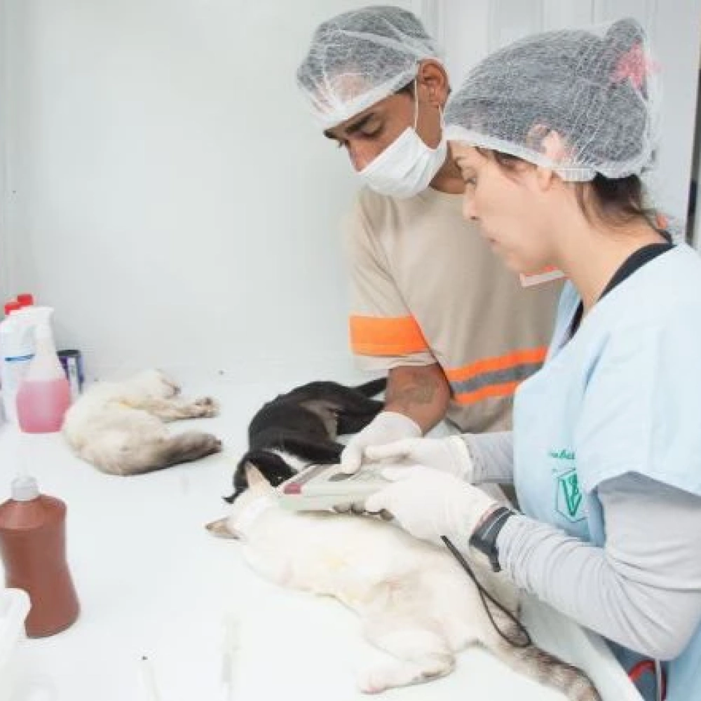 Agendamento para o Mutirão de Castração da Zona Leste começa segunda-feira