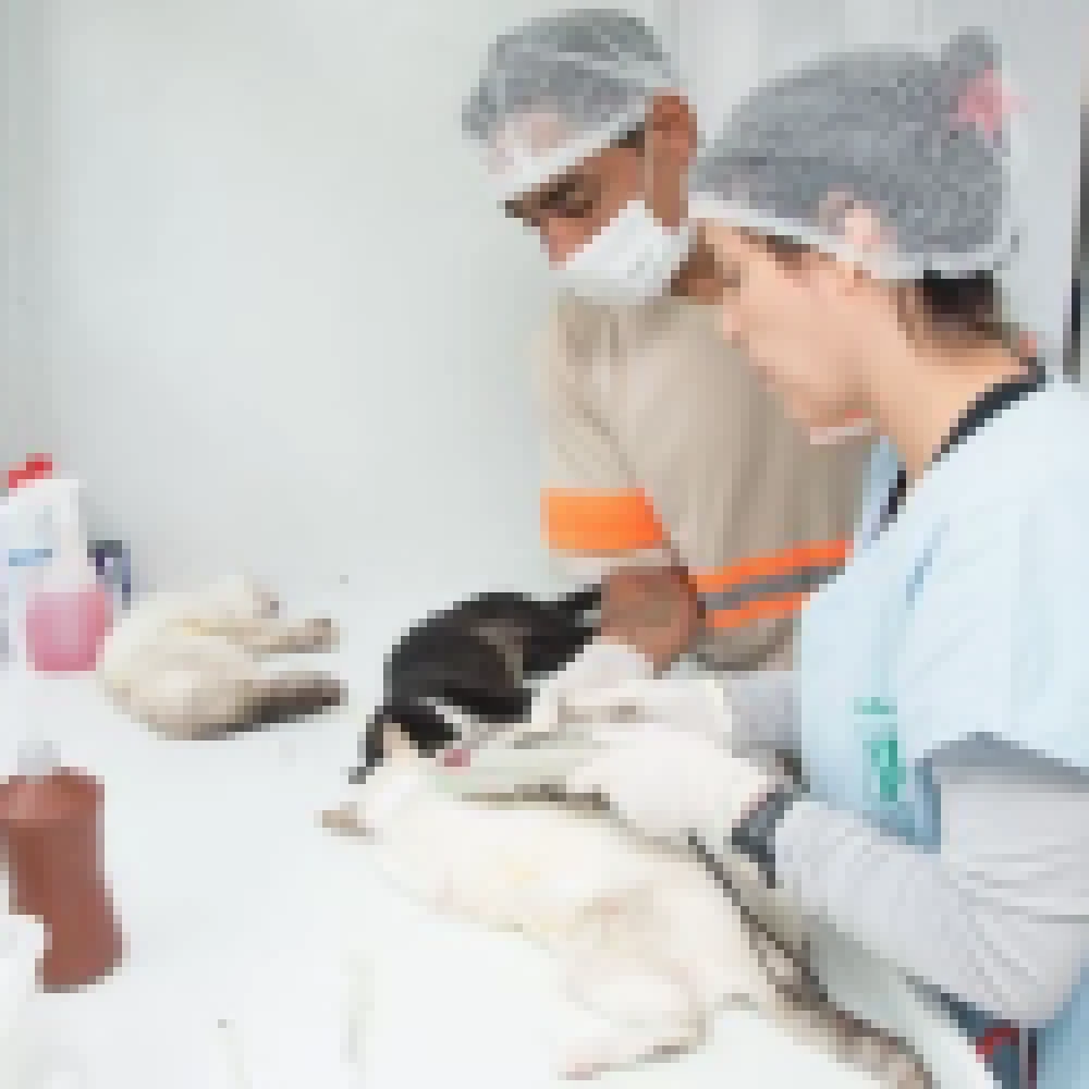 Agendamento para o Mutirão de Castração da Zona Leste começa segunda-feira