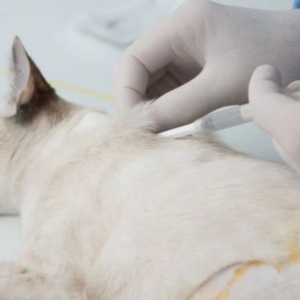 Agendamentos para Mutirão de Castração de cães e gatos têm início hoje (16)