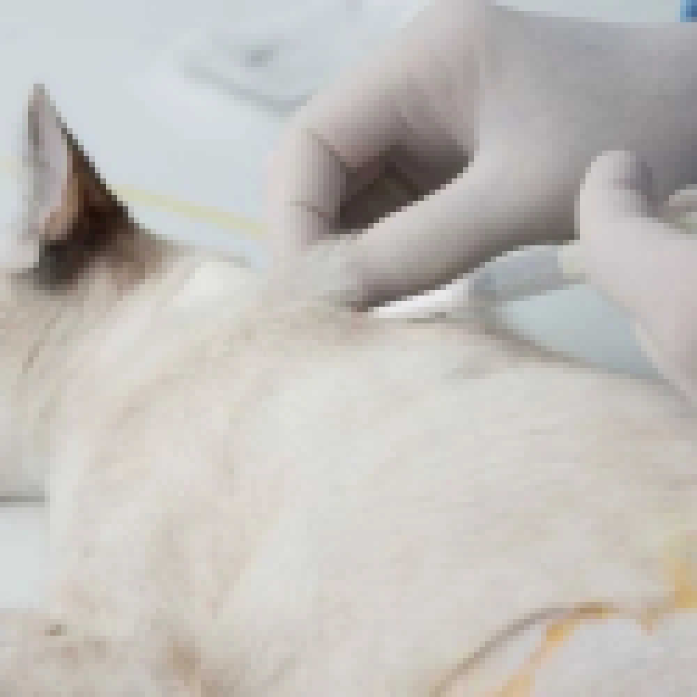 Agendamentos para Mutirão de Castração de cães e gatos têm início hoje (16)