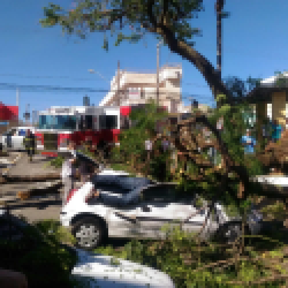 Árvore cai em cima de veículo e motorista fica presa nas ferragens na avenida Nogueira Padilha