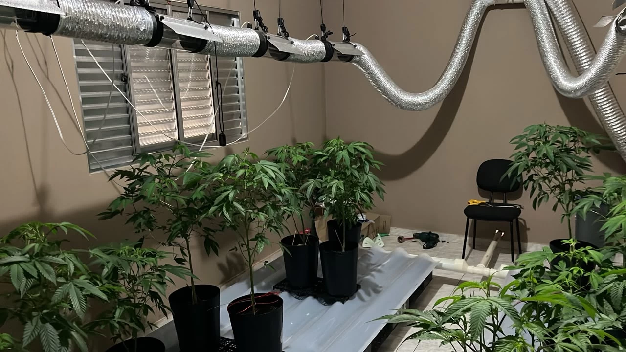 Polícia Civil descobre plantação de maconha em Sorocaba e prende suspeito em flagrante