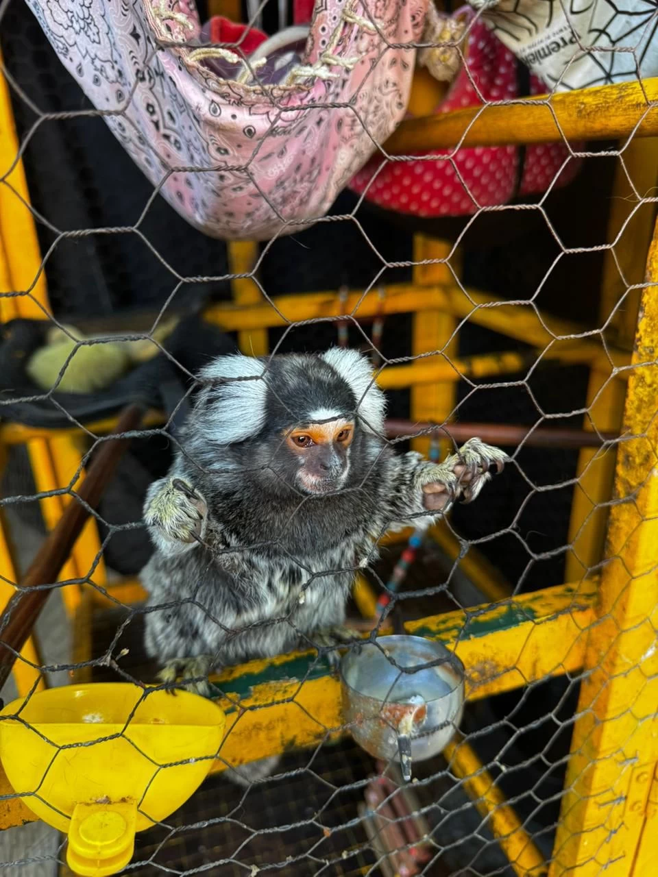 Polícia Civil combate posse ilegal de animal exótico em Sorocaba