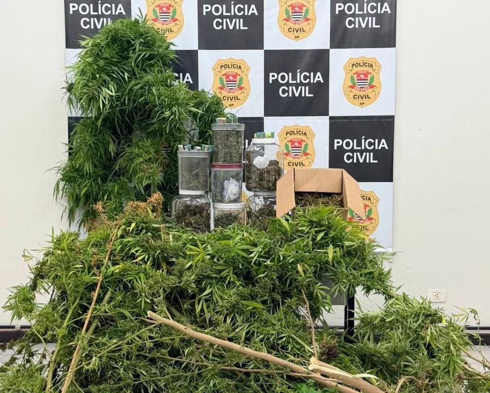 Polícia Civil prende homem por tráfico de drogas e cultivo de maconha em Sorocaba