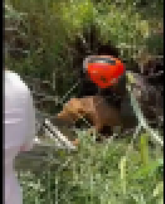 Corpo de Bombeiros resgata cachorrinha que caiu em poço desativado no Bairro Genebra