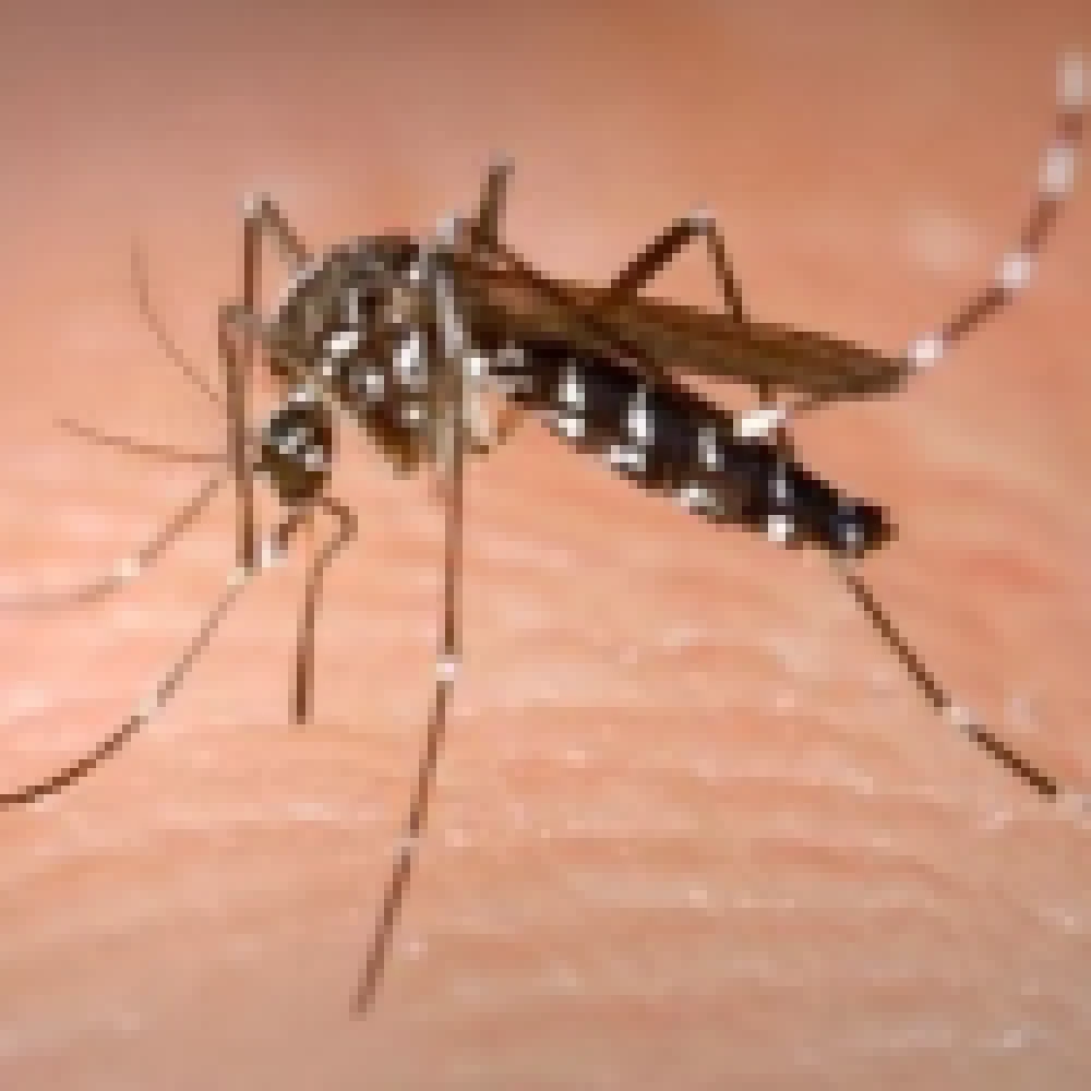 Aumento dos casos de dengue deixa Saúde em alerta máximo