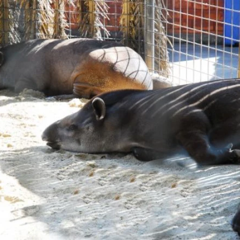 Campanha “Minha Amiga é uma Anta” foi lançada no Zoo de Sorocaba