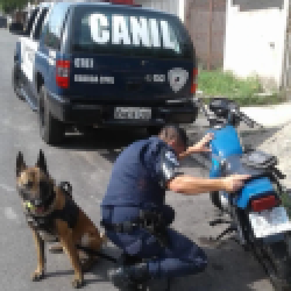 Canil da Guarda Civil localiza drogas e motocicleta no Jd. Nilton Torres