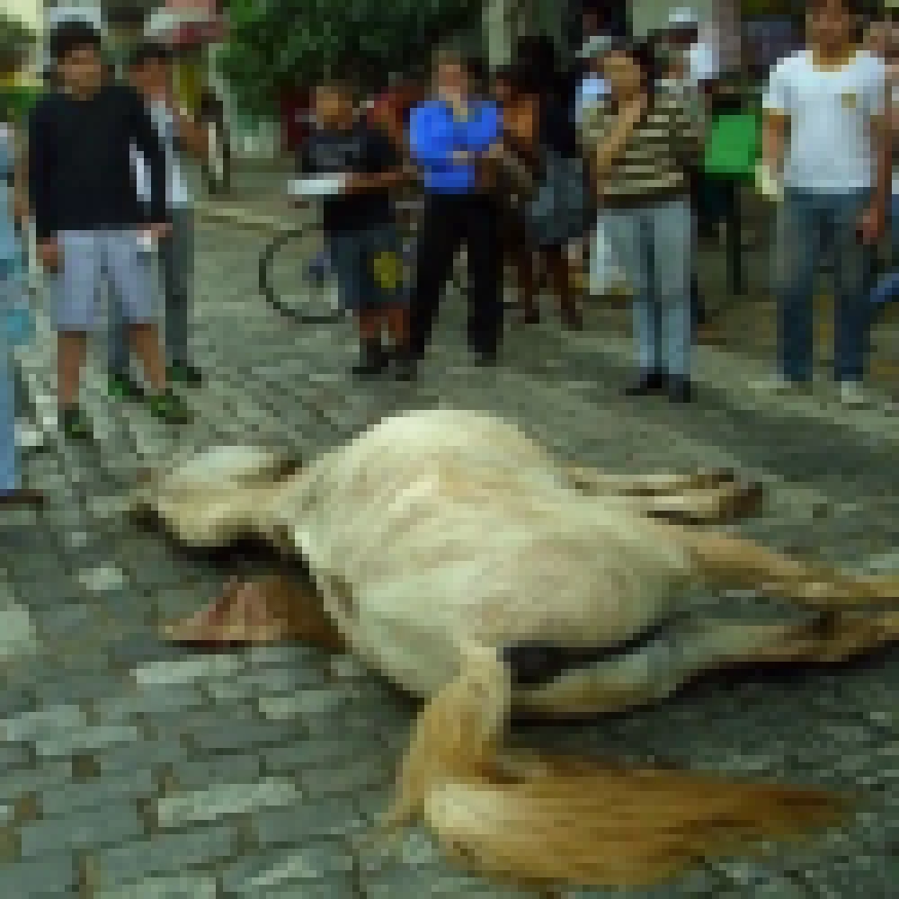 Cavalo morre enquanto puxava charrete em São Lourenço, MG