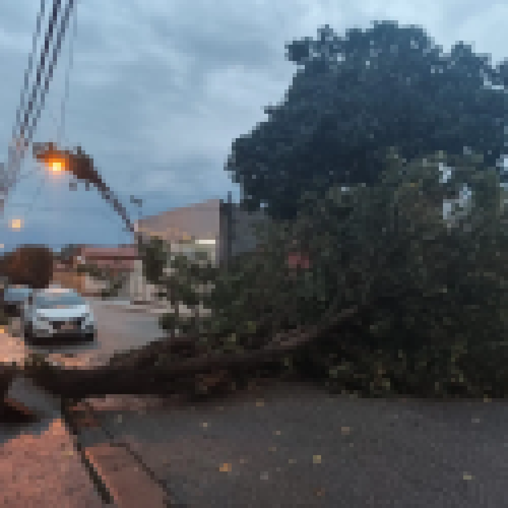 Chuva e vento forte em Sorocaba derrubam pelo menos quatro árvores em Sorocaba