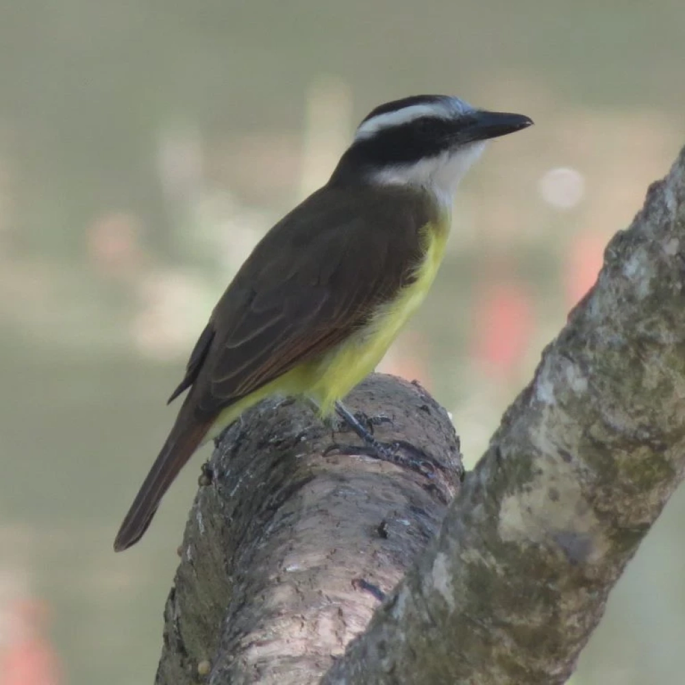 Clube de Observadores de Aves de Sorocaba comemora 10 anos com encontro especial no Parque da Biquinha neste sábado (18)