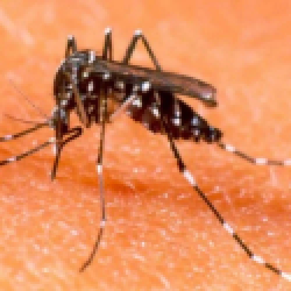Confirmados 26 novos casos de Dengue em Sorocaba