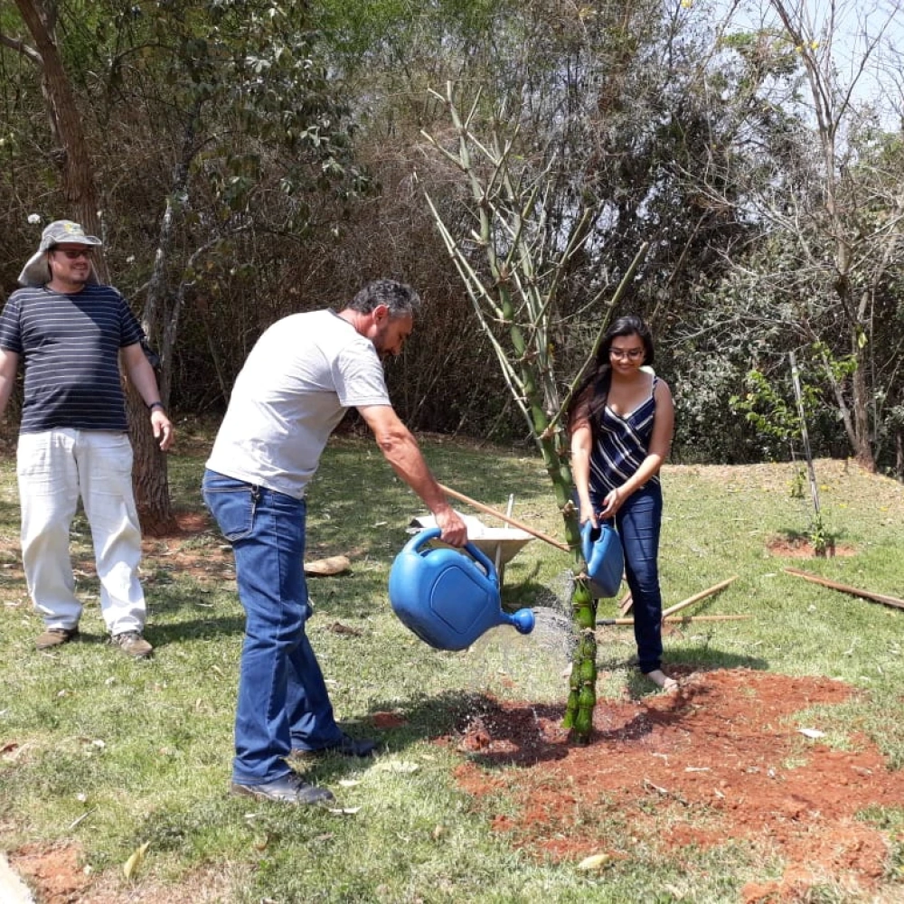 Dia Mundial do Bambu é celebrado com plantio no Jardim Botânico