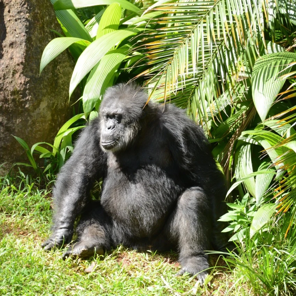 Dia Mundial do Chimpanzé será comemorado no zoo