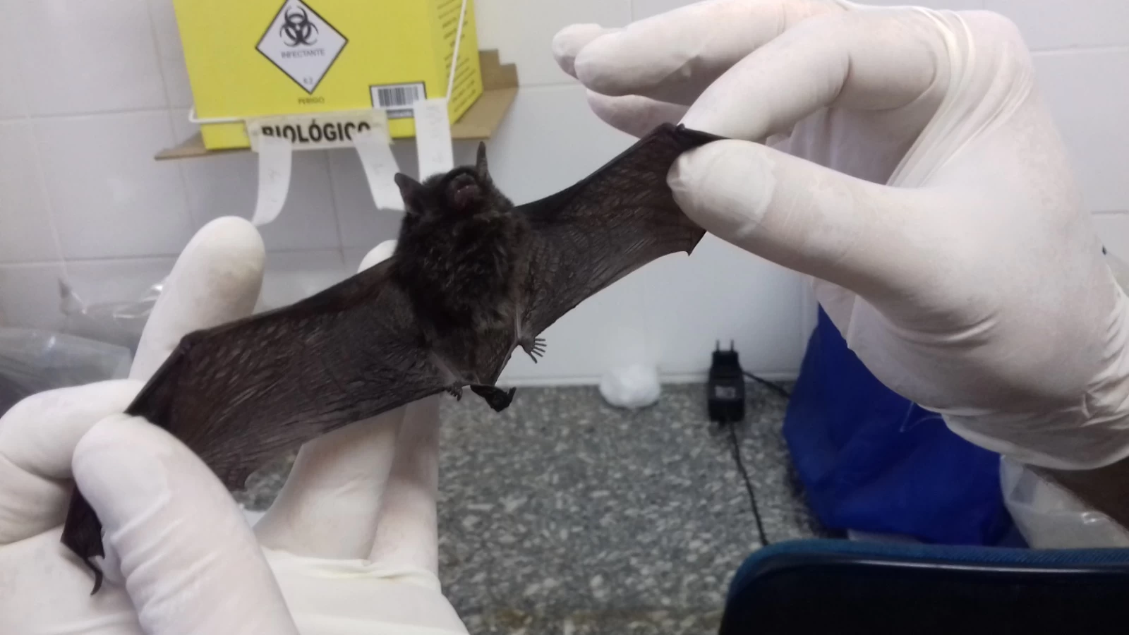 Sorocaba confirma segundo caso positivo de raiva em morcego em 2026