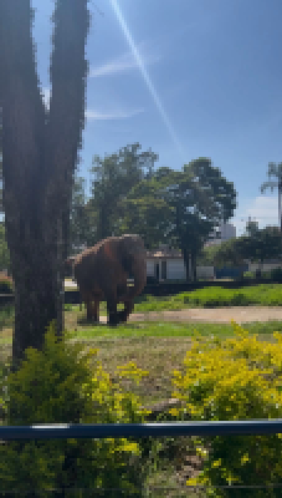 Vereador Alexandre da Horta visita Zoológico Municipal devido ao novo laudo técnico sobre o elefante Sandro