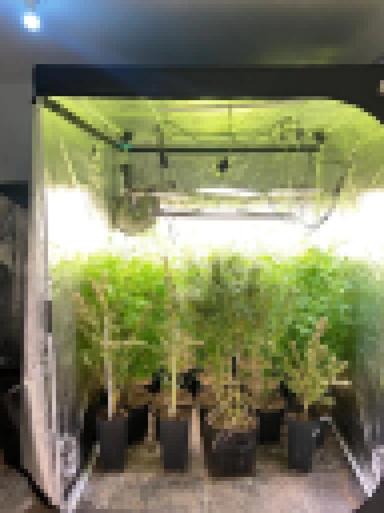 Polícia localiza laboratório utilizado para cultivo da “supermaconha” na Zona Norte