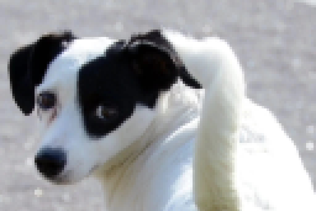 Prefeitura de Sorocaba realiza Mutirão de Castração de cães e gatos na região do Parque das Paineiras e Jardim Santa Lúcia