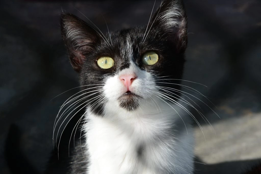 Mutirão de Castração de cães e gatos na região do Cajuru recebe inscrições nesta quinta e sexta-feira (10 e 11)