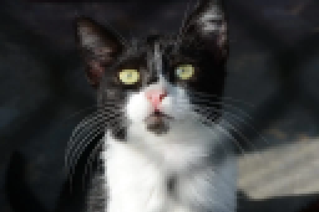 Mutirão de Castração de cães e gatos na região do Cajuru recebe inscrições nesta quinta e sexta-feira (10 e 11)