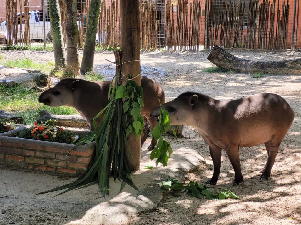 Dia Mundial da Anta é comemorado com programação especial no Zoológico Municipal “Quinzinho de Barros”