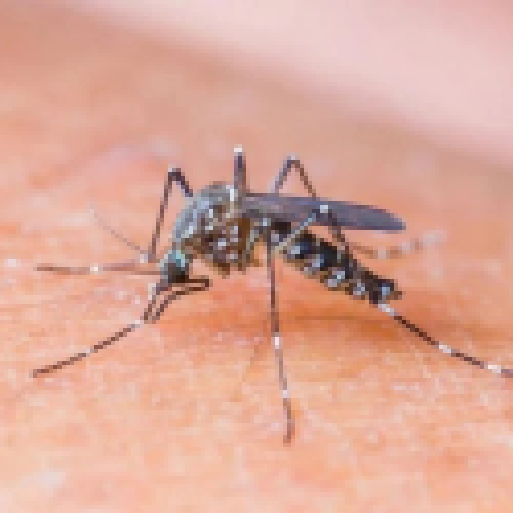Em uma semana Sorocaba tem 84 novos casos de dengue
