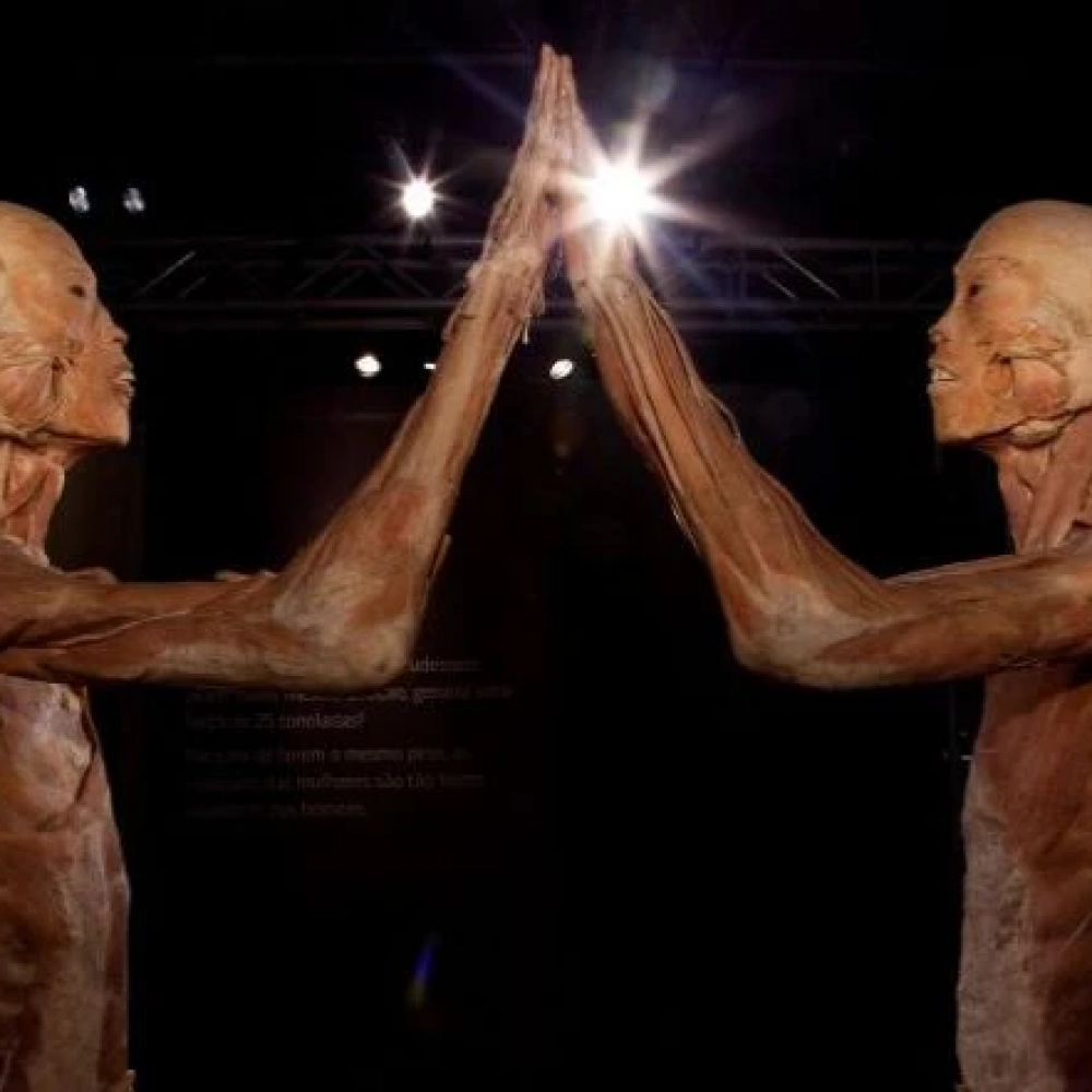 Exposição Internacional “O Fantástico Corpo Humano” acontece no Iguatemi Esplanada