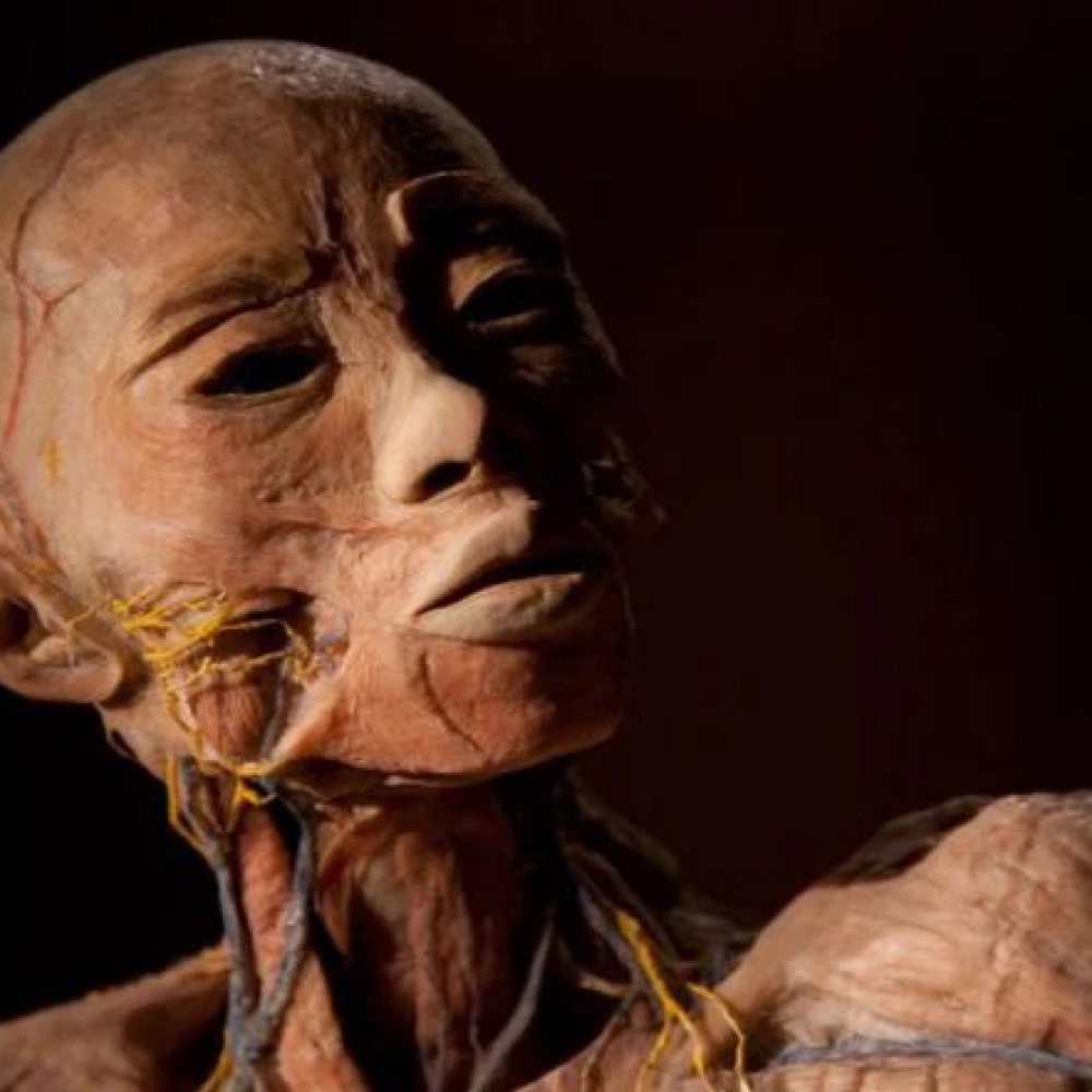 Exposição internacional “O Fantástico Corpo Humano” é prorrogada